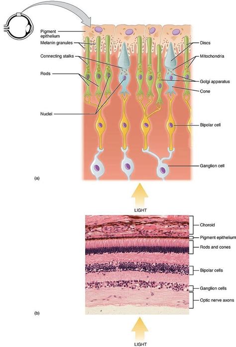 photoreceptor cell neurolex id.